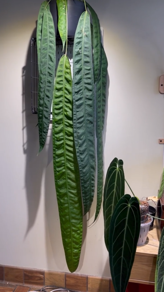アンスリウム・ウェンドリンゲリ (Anthurium wendlingeri)